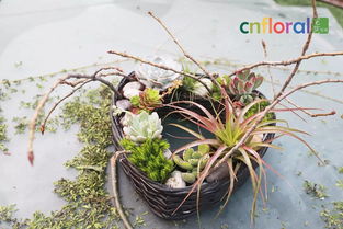 這個(gè)西班牙花藝師,用多肉玩的架構(gòu)有點(diǎn)意思