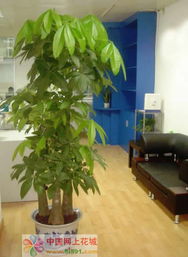 山南網上花店 商品內容 發財樹 三柱 ,110 150cm左右 瓷盆裝 以當地分店實物為準