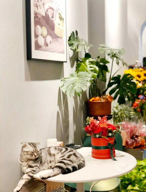 與花相伴 這份 合肥精品花店指南 ,讓你在寒冬也能尋覓出一片春天