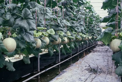 島城將建植物工廠 阿拉市民可享無土栽培無農(nóng)藥無公害農(nóng)產(chǎn)品與花卉