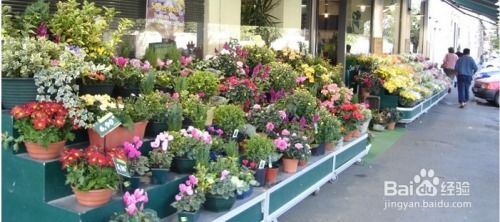 新開盆栽花店進(jìn)貨指南 高效策略與注意事項(xiàng)