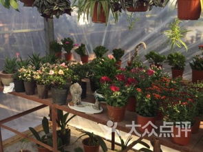 上海崇明縣花店購物指南 探尋其他花店的魅力與服務