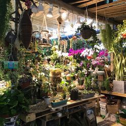 亮馬花卉 朝陽區花卉購物與團購指南