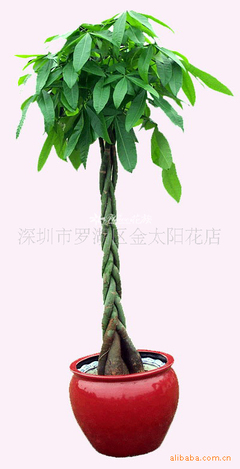 批發發財樹，寓意生意興隆 深圳市羅湖區金太陽花店專業供應